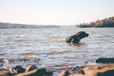 水体上的黑色拉布拉多犬